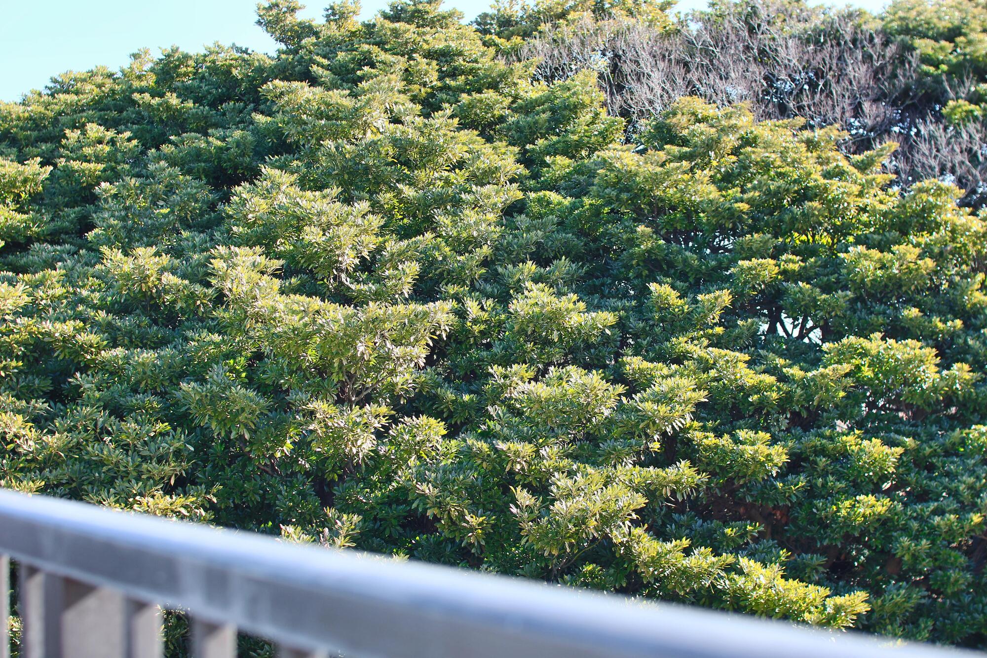ROOFBALCONY｜市街地で自然溢れる緑を感じられるルーフバルコニーのあるお部屋｜千葉県千葉市花見川区